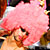 Hogs Breath photo - Duval Street, Key West